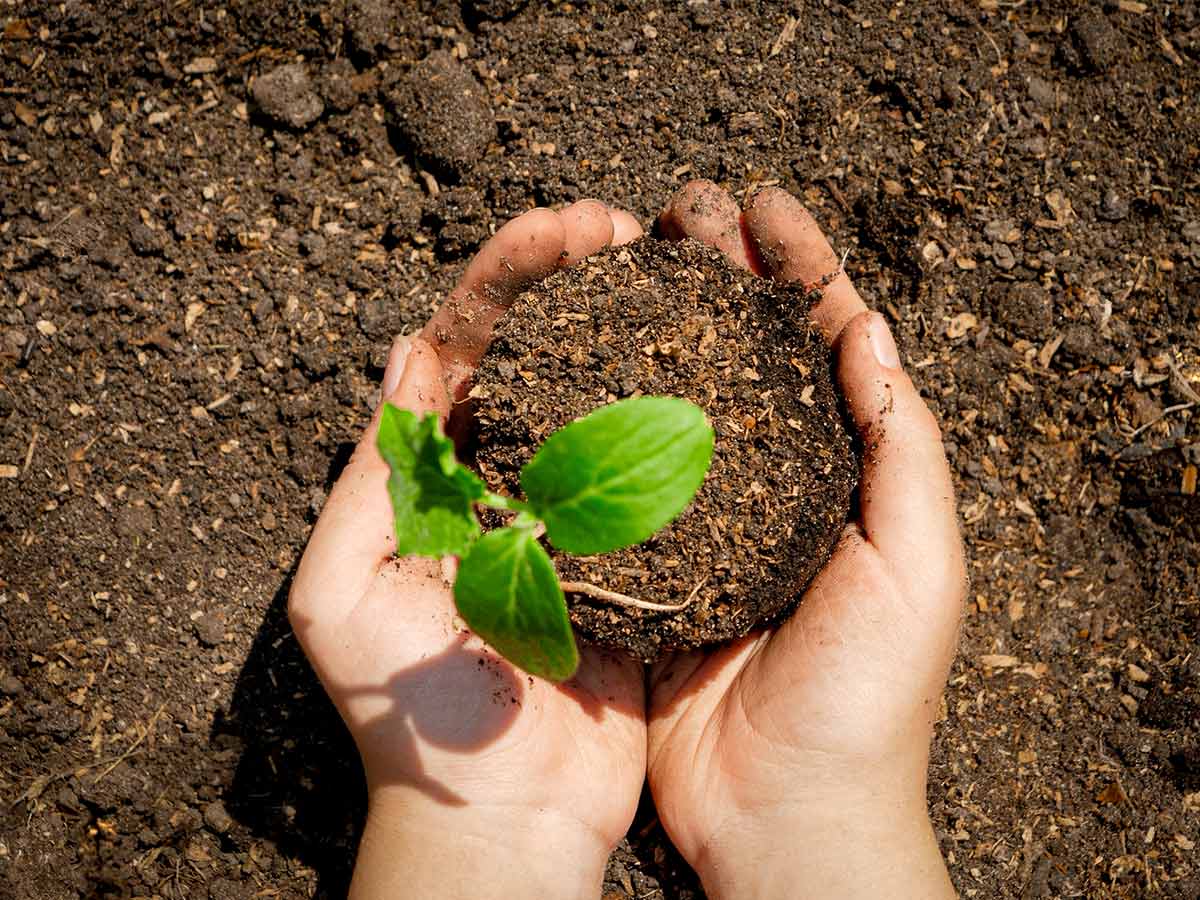 Cómo compensar la huella de carbono de una empresa