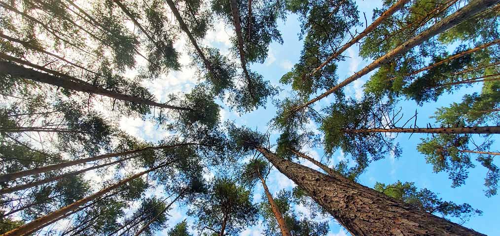 Imagen de las copas de un bosque de coníferas