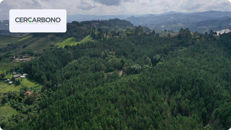 Reforestation projects in Antioquia and Caldas