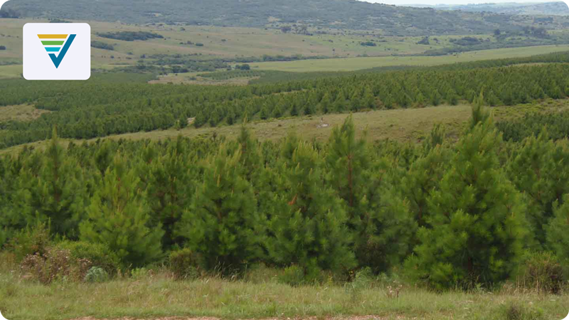 Reforestación de tierra ganadera en Montevideo